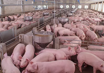 teach farming skills